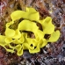 nudibranch_eggs_uc_h_0022_pal0522.jpg